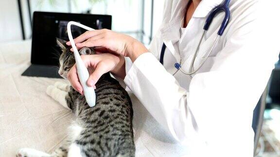 专业兽医在兽医室对猫进行超声检查