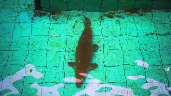 鳄雀鳝白术铲水中游动的大鱼