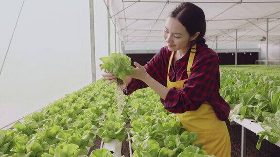 幸福亚洲女性围裙农场有机业主检查条件和质量控制与片剂植物应用新鲜蔬菜植物在水培无水农场温室