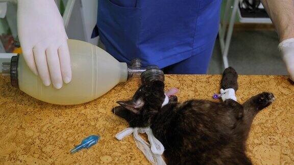 兽医在手术中给猫人工通气