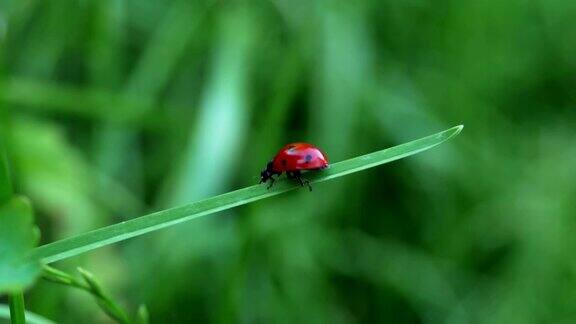 七星瓢虫在一片草叶上行走的红色瓢虫(七星瓢虫)