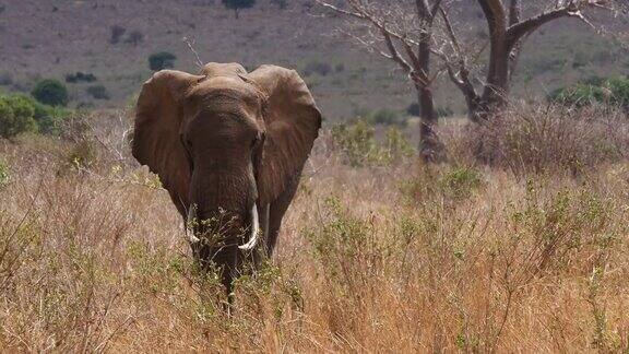 非洲大象非洲loxodontaafricana大草原的成年人移动的特朗普肯尼亚查沃公园实时4K