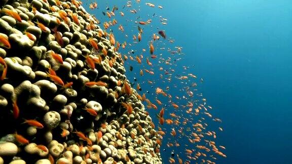 珊瑚及鱼类3
