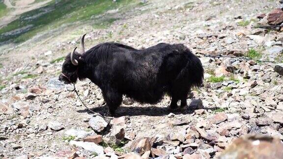 近距离观察山地中的牦牛夏天山上的动物在山坡上咀嚼