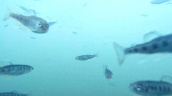 许多小鱼鳟鱼在山、湖、水的蓝色水下