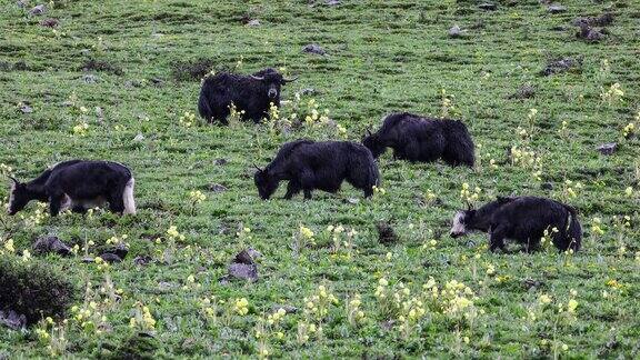 牦牛在长满绿绒蒿的山坡上吃草
