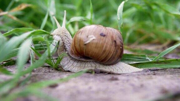 自然界中的葡萄蜗牛特写镜头