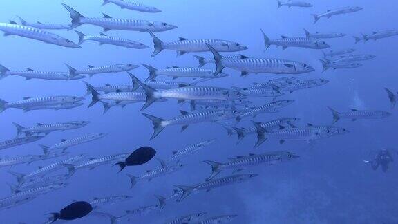 慢镜头一群梭鱼在蓝色的水中游泳海洋中的水下生物Chevron梭鱼或Blackfin梭鱼-Sphyraenaqenie