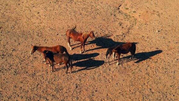 无人机航拍的一群美丽的野马在亚利桑那州荒野自由奔跑