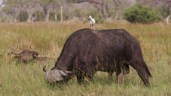 在奥卡万戈三角洲博茨瓦纳雄性南非水牛放牧牛白鹭的特写