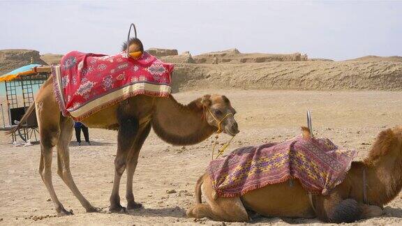 大柴丹乌苏水亚丹地质公园骆驼