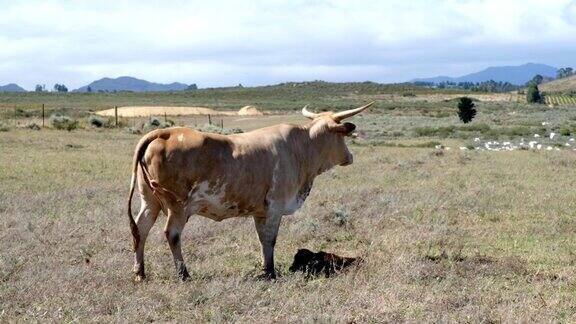 母牛在喂养刚出生的小牛