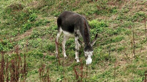 家畜驴在山上的草地上吃草