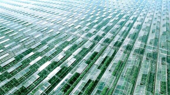 工业温室的总览抽象全景空中飞行绿色的芽太阳和天空反射在干净的玻璃天然清纯的产品和蔬菜绿色的颜色