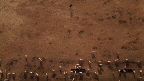 上升的空中镜头一群白羚羊在喝水一只鸵鸟独自站着