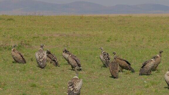 在非洲肯尼亚马赛马拉国家保护区兀鹫等待着吃角马的尸体