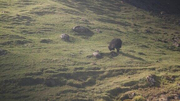 黑羊在法罗群岛的悬崖上自由漫步在草地上吃草