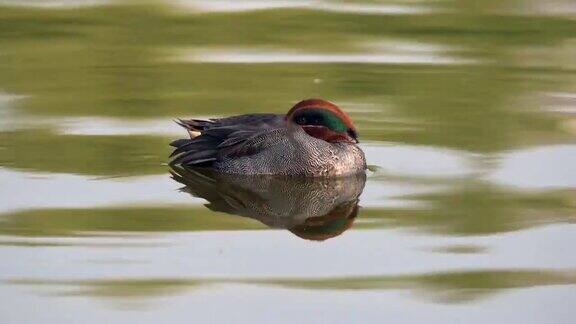 鸭子在湖中游泳的特写镜头
