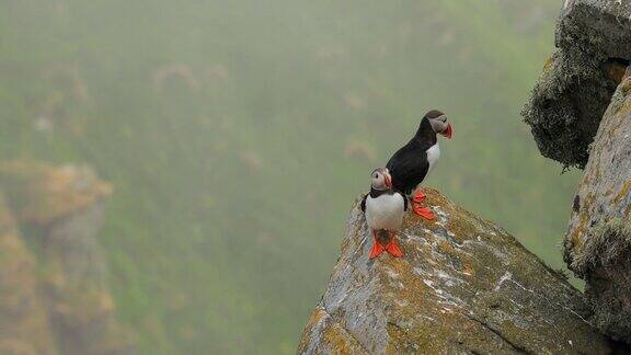 大西洋海雀(北极海雀)栖息在挪威伦德岛的岩石上