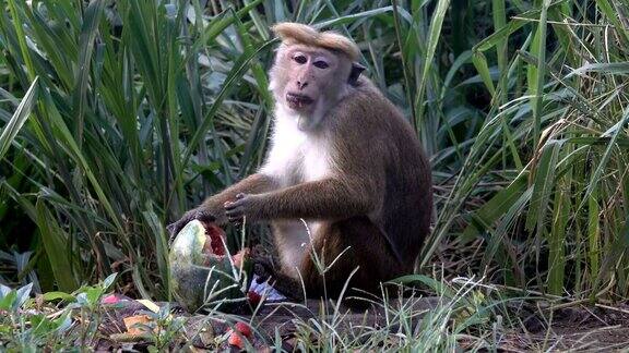一只猴子在垃圾堆里吃西瓜