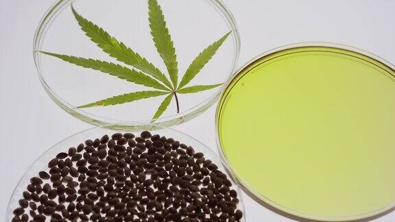 极端特写大麻种子油和叶子在培养皿