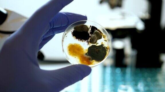 科学家在细菌培养中进行分析特写镜头化学实验室细菌培养皿手拿蓝色手套的培养皿与霉菌和细菌菌落科学专业嫁接细菌