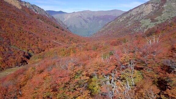 冷冰冰的山毛榉在秋天-塞罗大教堂巴利洛什阿根廷