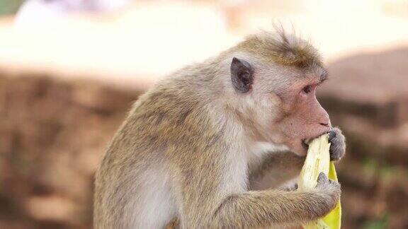 斯里兰卡的猴子在吃香蕉