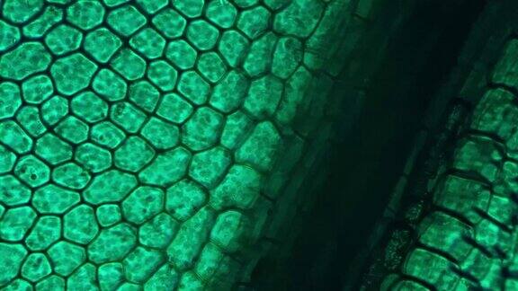 由绿色细胞组成的菌叶在400倍显微镜下拍摄在明亮的田野上