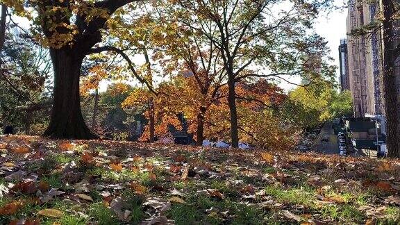 布鲁克林公园的秋日