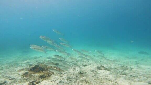 海底的鲻鱼群