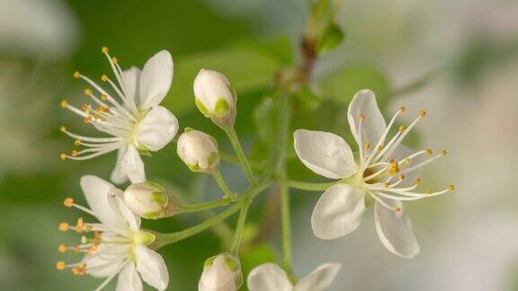 一棵酸樱桃树的花在绿色和白色的背景上绽放并生长樱花盛开的小白花时间流逝9:16的比例