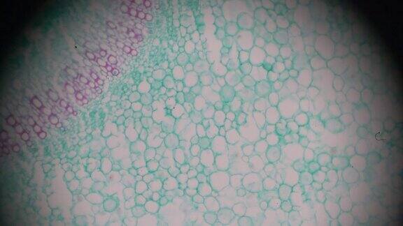 光显微镜下观察野蔷薇叶