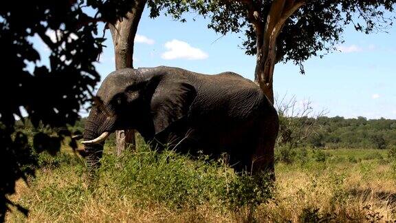 非洲象在丛林中觅食