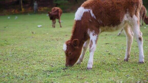 野牛在草地上吃草