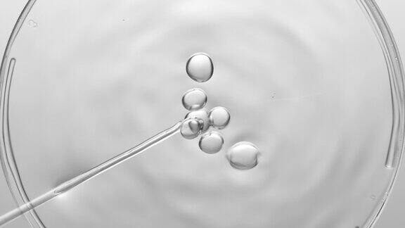 气泡从滴管中出来漂浮在培养皿中的液体上