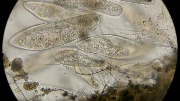 菌落纤毛Paramécium显微镜下观察