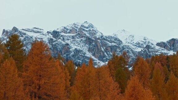 空中无人机拍摄的橙色落叶松森林和雄伟的雪落基山脉在白云石