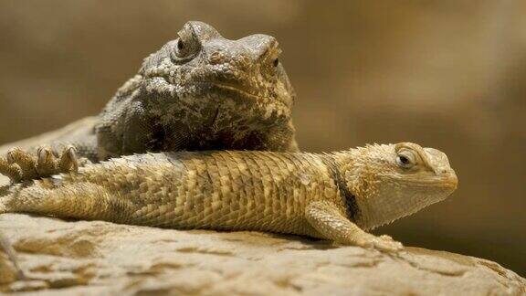 一只小蜥蜴躺在岩石上大蜥蜴枕在上面