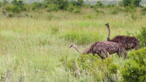 南非野生自然中的鸵鸟她自由自在地行走在一片被草畜概念包围的田野里