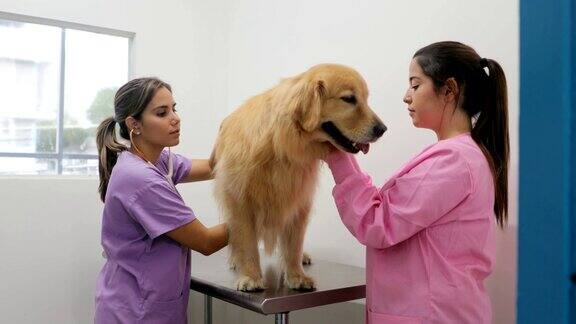 兽医访问诊所与兽医和生病的宠物