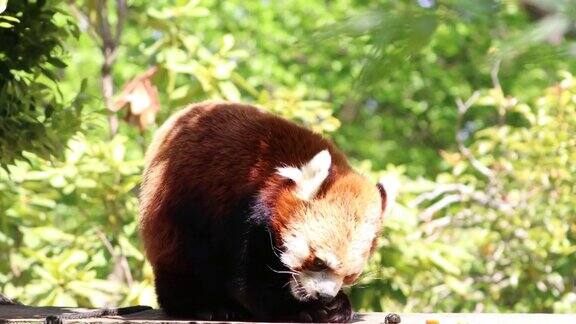 小熊猫也叫小熊猫吃苹果