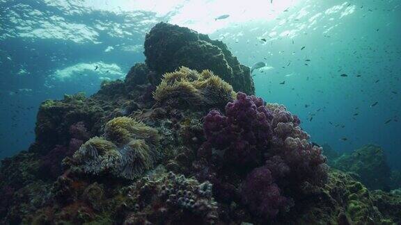 软珊瑚和海葵2