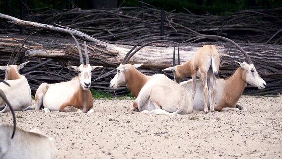 淘金:一群弯刀角羚羊在下午休息