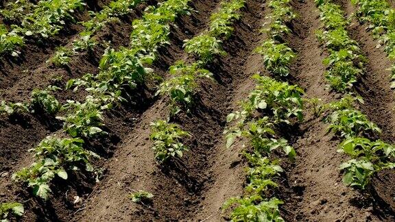土豆种在花园里有选择性的重点大自然