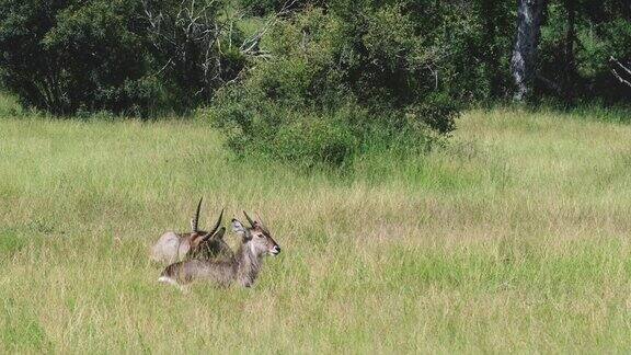 羚羊坐在非洲草原上