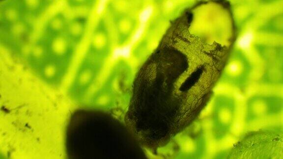 在显微镜下观察感染的树叶叶子上有死虫子带有虫子的病叶表面的宏观视图细菌和微生物对叶片病害的显微镜观察