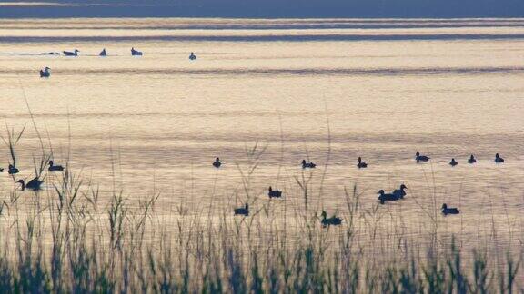 在克罗地亚达尔马提亚的Vranskojezero在金色的晨雾中湖上的鸭子