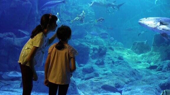 孩子们在一个大水族馆里看鱼