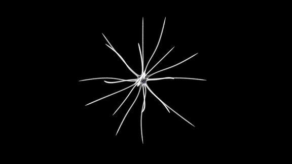 一个神经元有机细胞环的三维全息屏幕